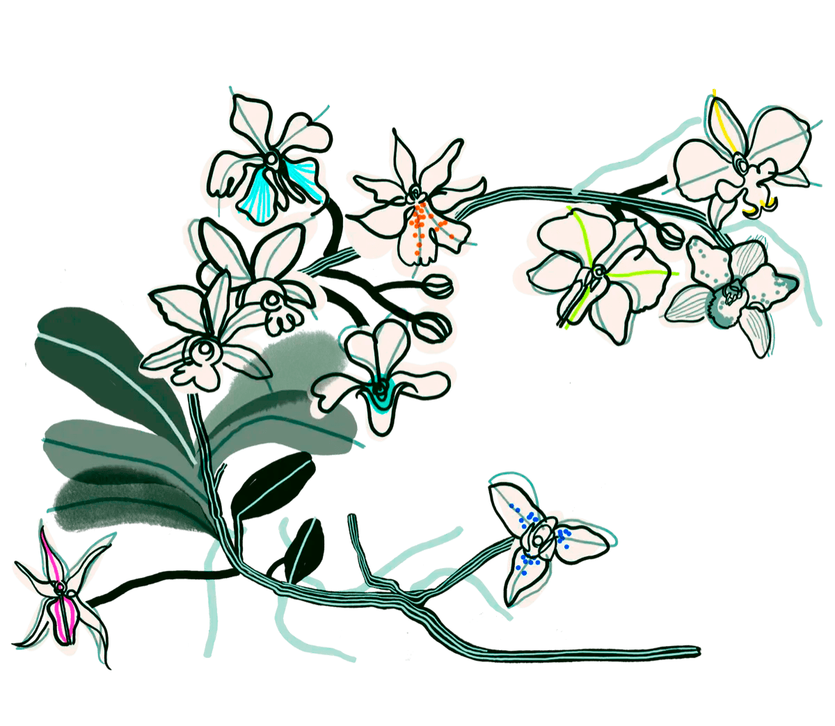 Botanical orchid illustration, the Orchid House signature