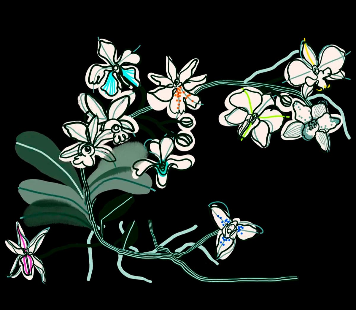 Botanical orchid illustration, the Orchid House signature
